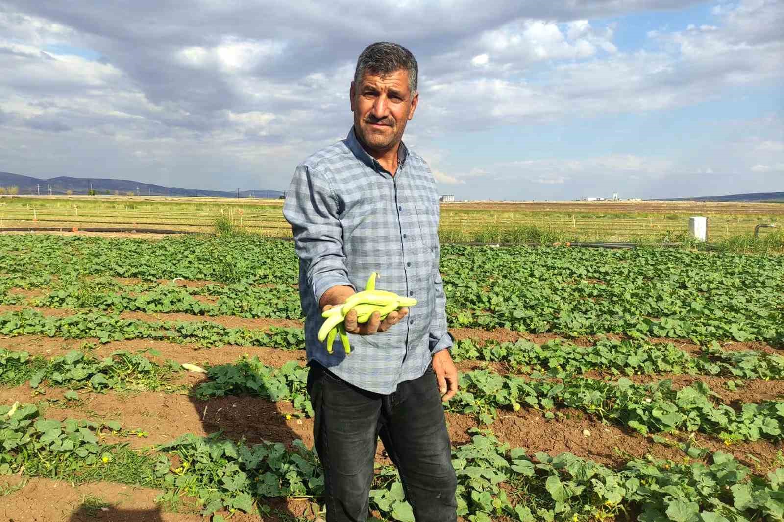 Araban Ovası’nda turşuluk acura yoğun talep