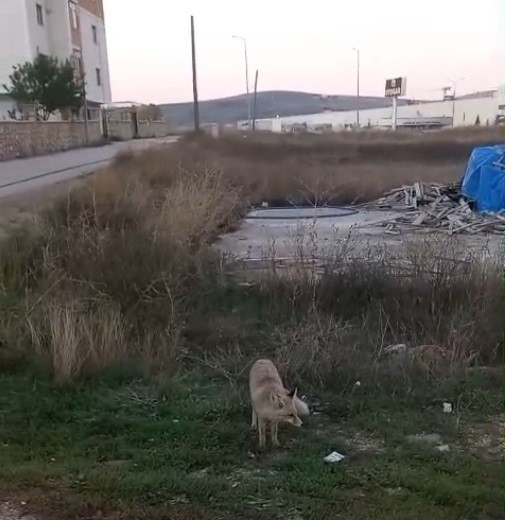 BAYBURT'TA YERLEŞİM ALANLARINDA TİLKİ VE YILAN GÖRÜLDÜ