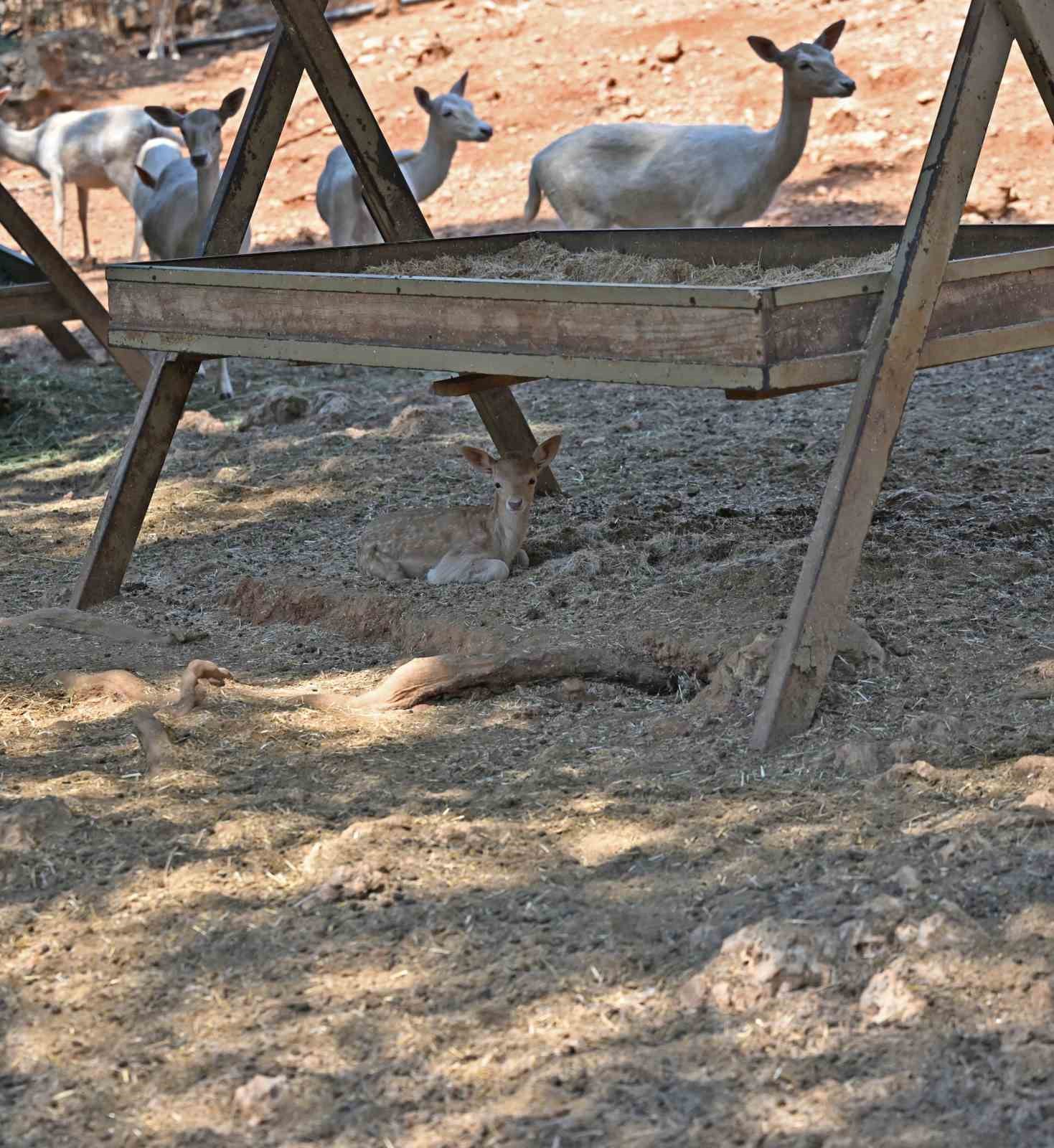 Doğal yaşam parkı yeni yavrularla şenlendi