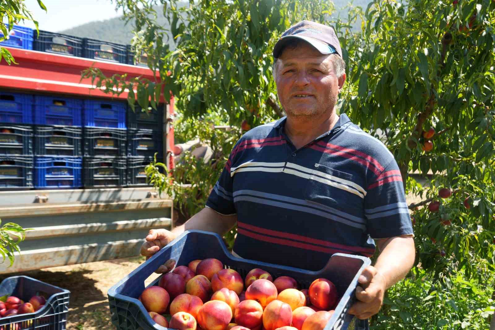 Bu nektarinin yüzde 70'i yurt dışına gidiyor