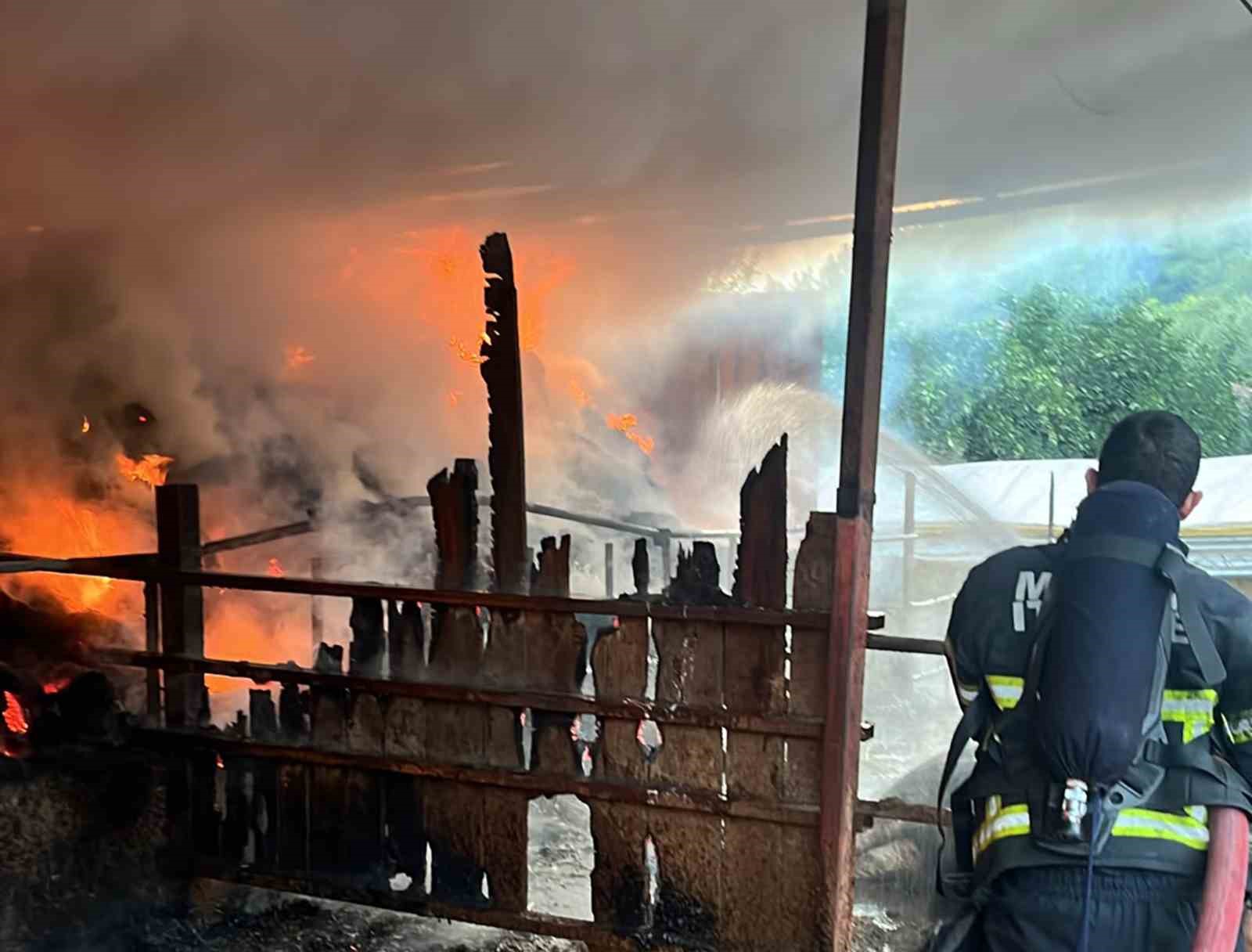 Samanlık yangınında 4 büyükbaş hayvan telef oldu