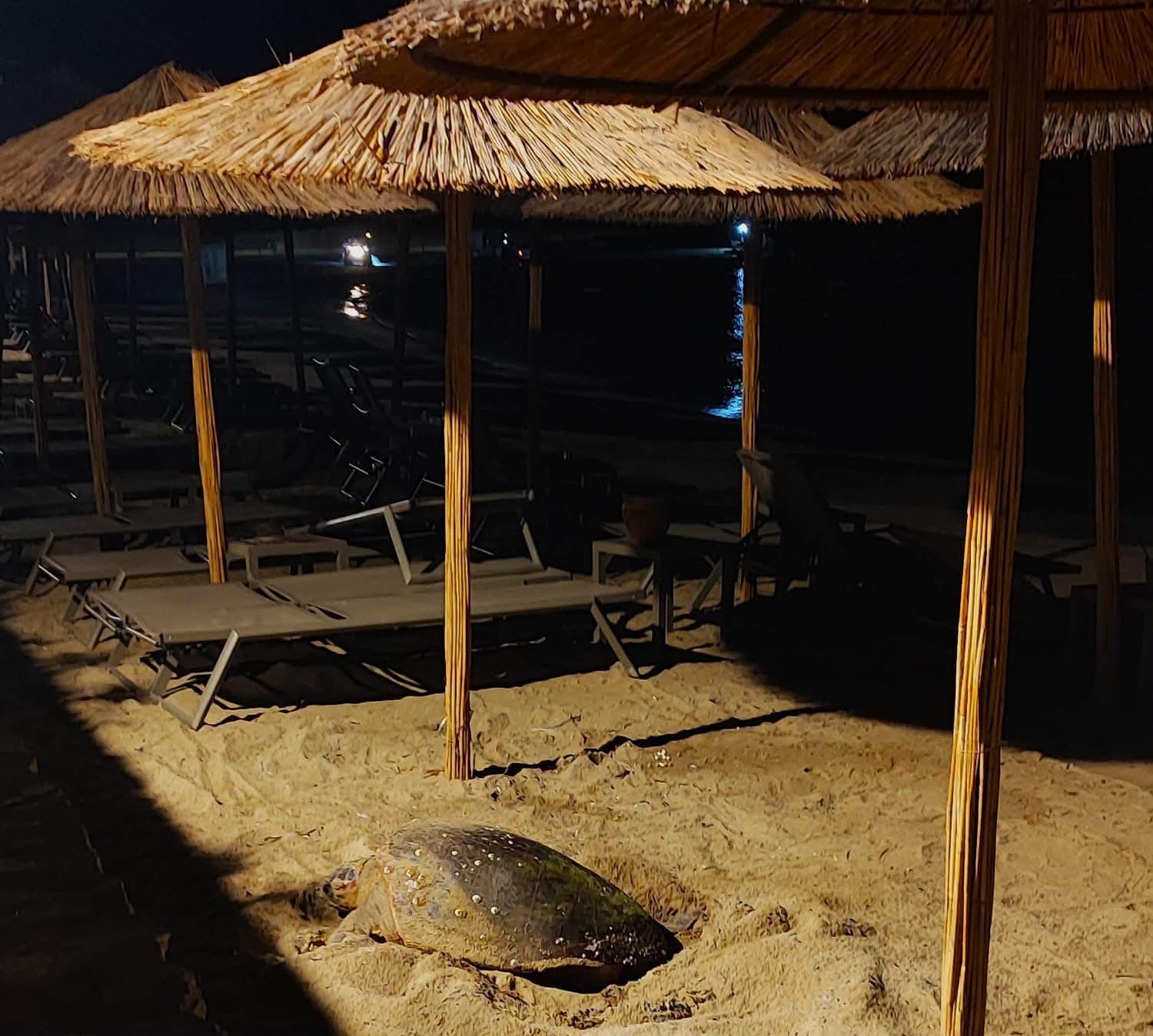 Aydın'ın Kuşadası ve Didim kıyılarında caretta hareketliliği