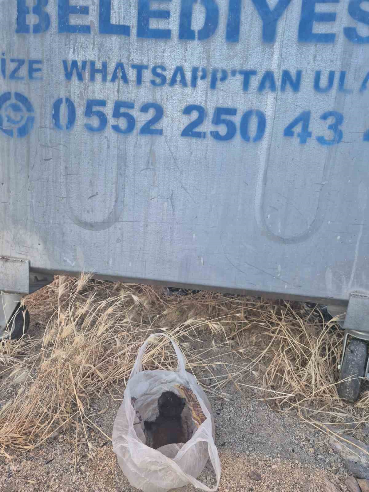 Eskişehir'de kan donduran olay: Yavru kedinin ağzını bantlayıp poşetle çöpe attılar