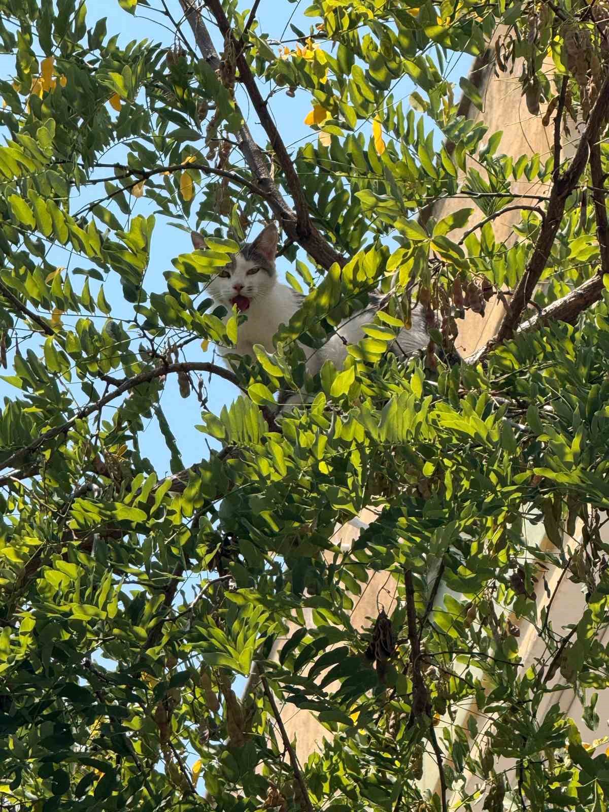 Antalya'da ağaçtan inemeyen kedi vinç yardımıyla kurtarıldı