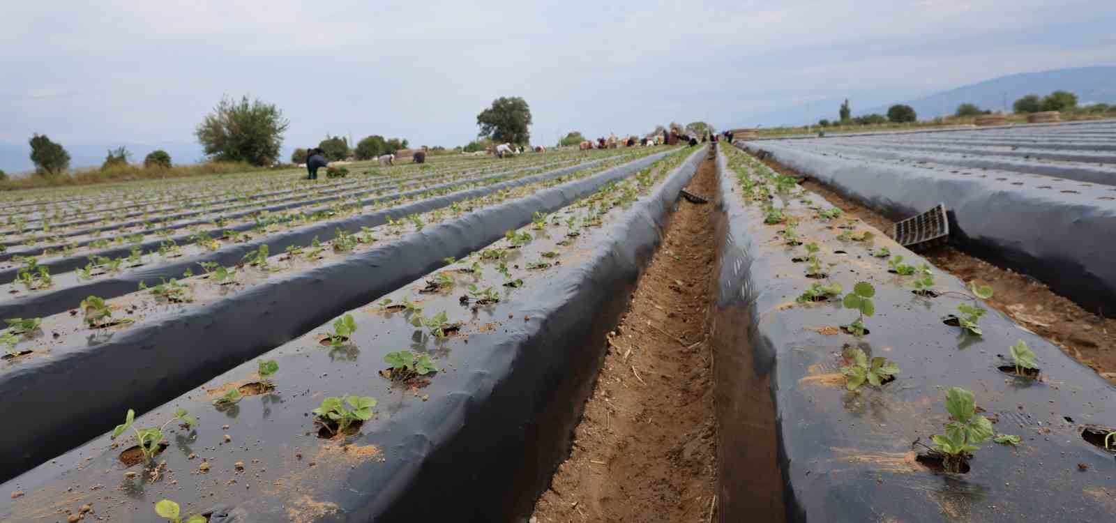 TÜRKİYE'DE EN FAZLA ÇİLEK ÜRETİMİNİN YAPILDIĞI İLLERİN BAŞINDA GELEN AYDIN'DA ÜRETİCİLER YENİ SEZON HAZIRLIKLARI İÇİN TARLAYA İNDİ.
