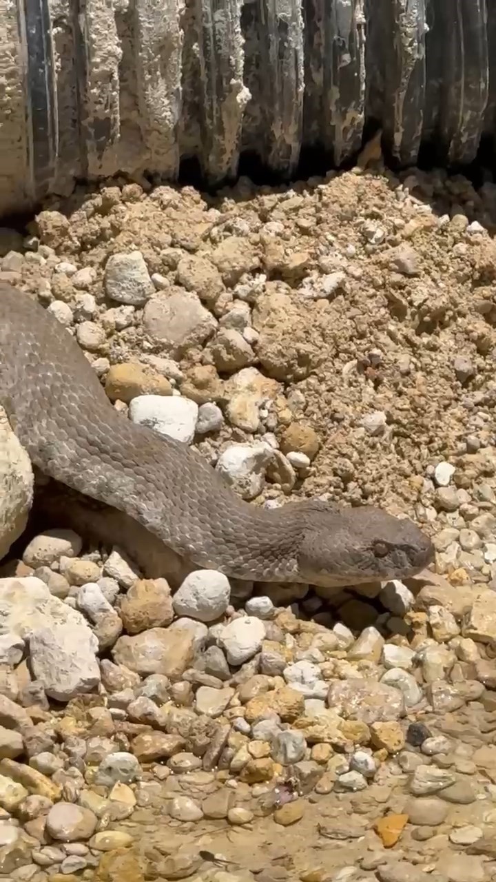 Tunceli'de koca engerek yılanı görüntülendi