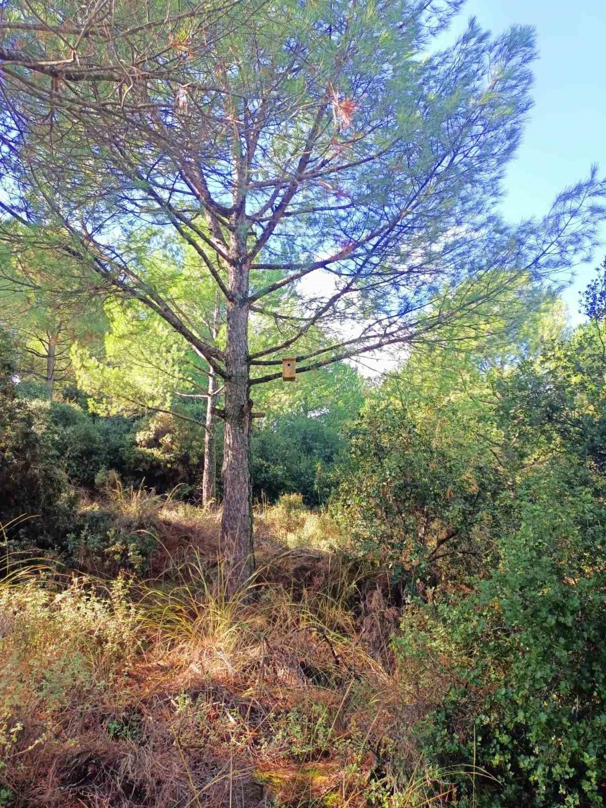 MANİSA’NIN SARIGÖL İLÇESİNDE ORMANLARDA YAŞAYAN KUŞLARIN KIŞ AYLARINI DAHA GÜVENLİ VE SICAK ORTAMLARDA GEÇİRMESİ İÇİN 120 KUŞ YUVASI AĞAÇLARA ASILDI. ÖTE YANDAN ÇAM KESE BÖCEĞİYLE YÜRÜTÜLEN BİYOLOJİK MÜCADELENİN DE BAŞARILI SONUÇ VERDİĞİ, ZARAR GÖREN ÇAM AĞAÇLARININ YENİDEN YEŞERMEYE BAŞLADIĞI BİLDİRİLDİ.