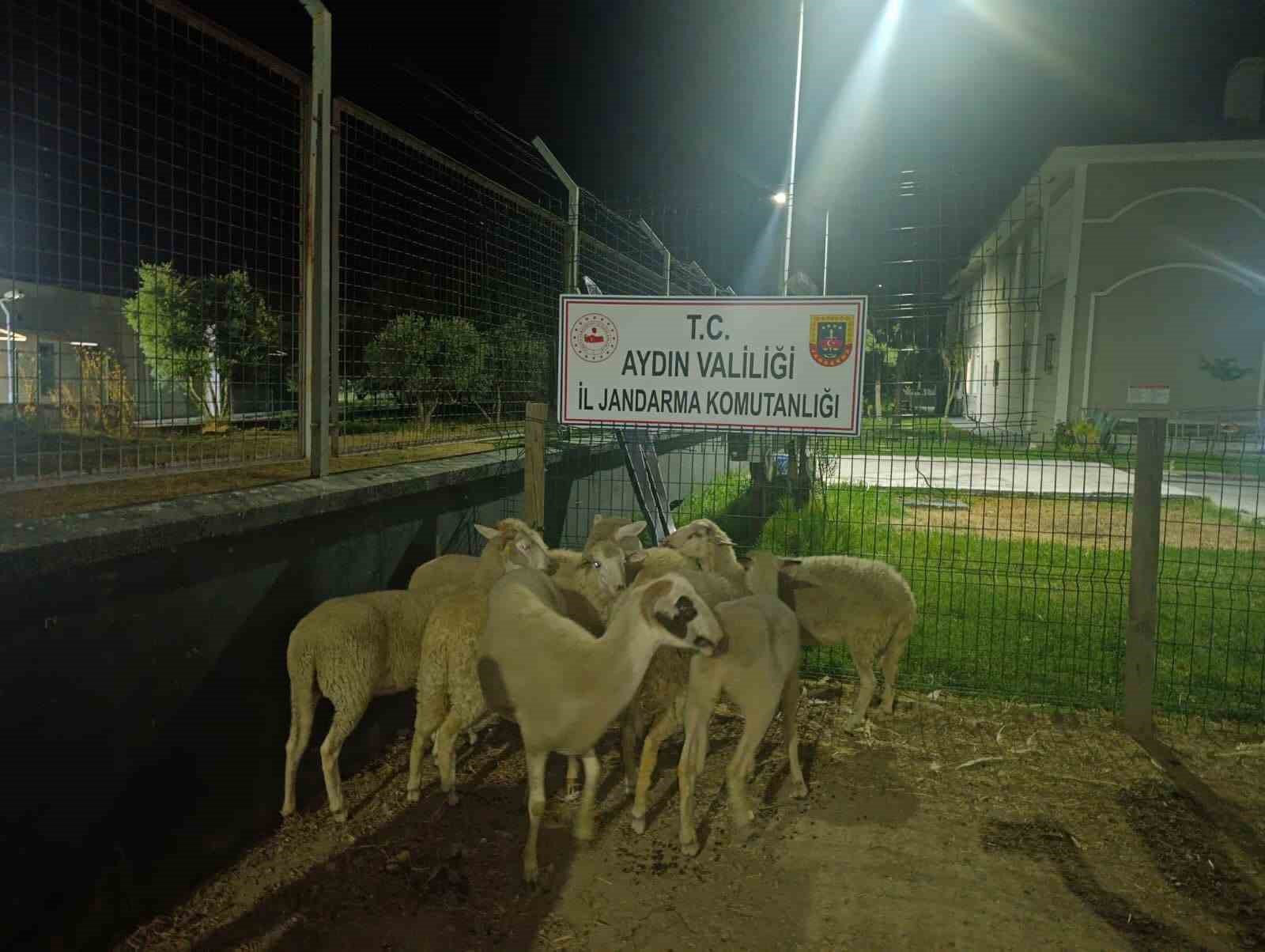 Koçarlı'da 15 koyun evin bahçesinden çalındı