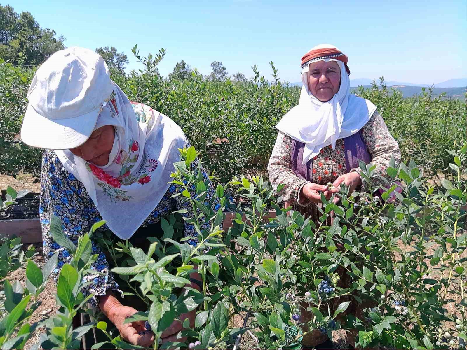 Verimsiz araziye dikildi, Türkiye'nin dört bir yanına gönderiliyor