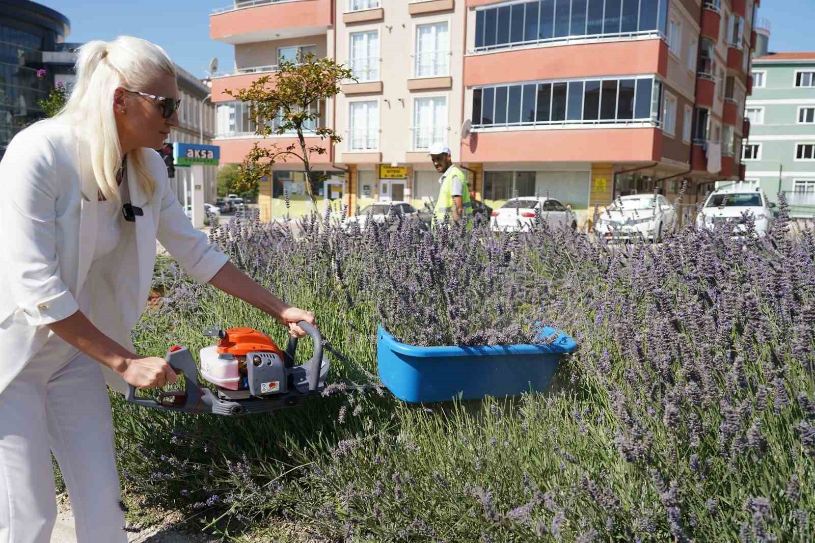 Bilecik'in lavanta projesi dünya vitrininde: Uluslararası başarı