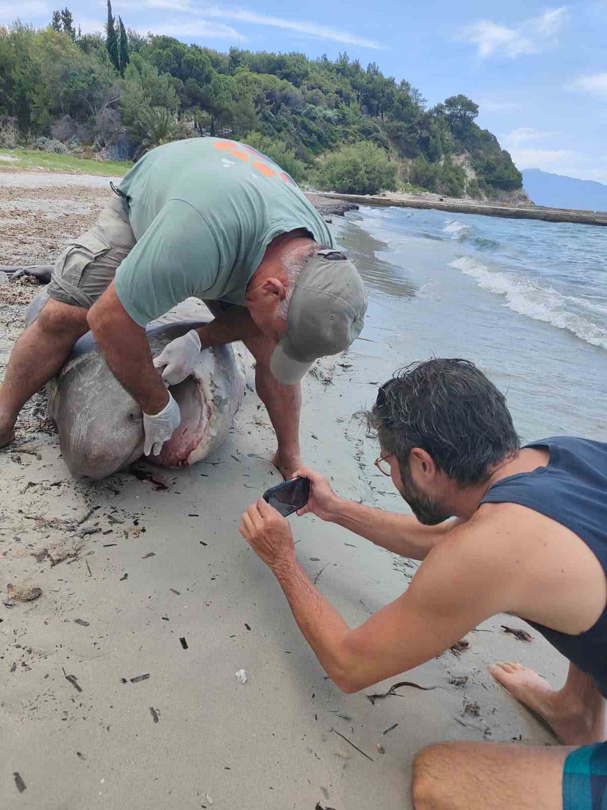 Kuşadası kıyısında 3 metrelik boz camgöz köpekbalığı kıyıya vurdu
