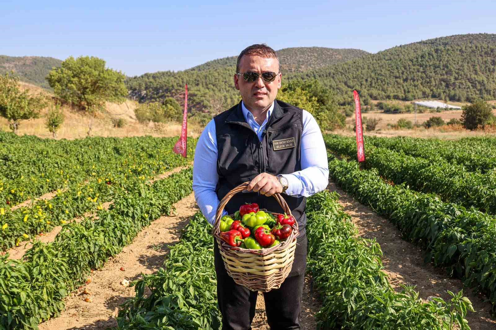 Coğrafi işaretli Kamber Biberi'nde hasat başladı