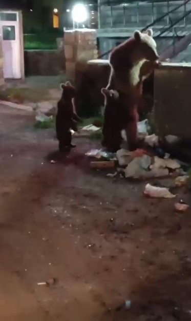 Kars'ta vatandaş ayılara türkü söyledi, o anlar sosyal medyayı salladı