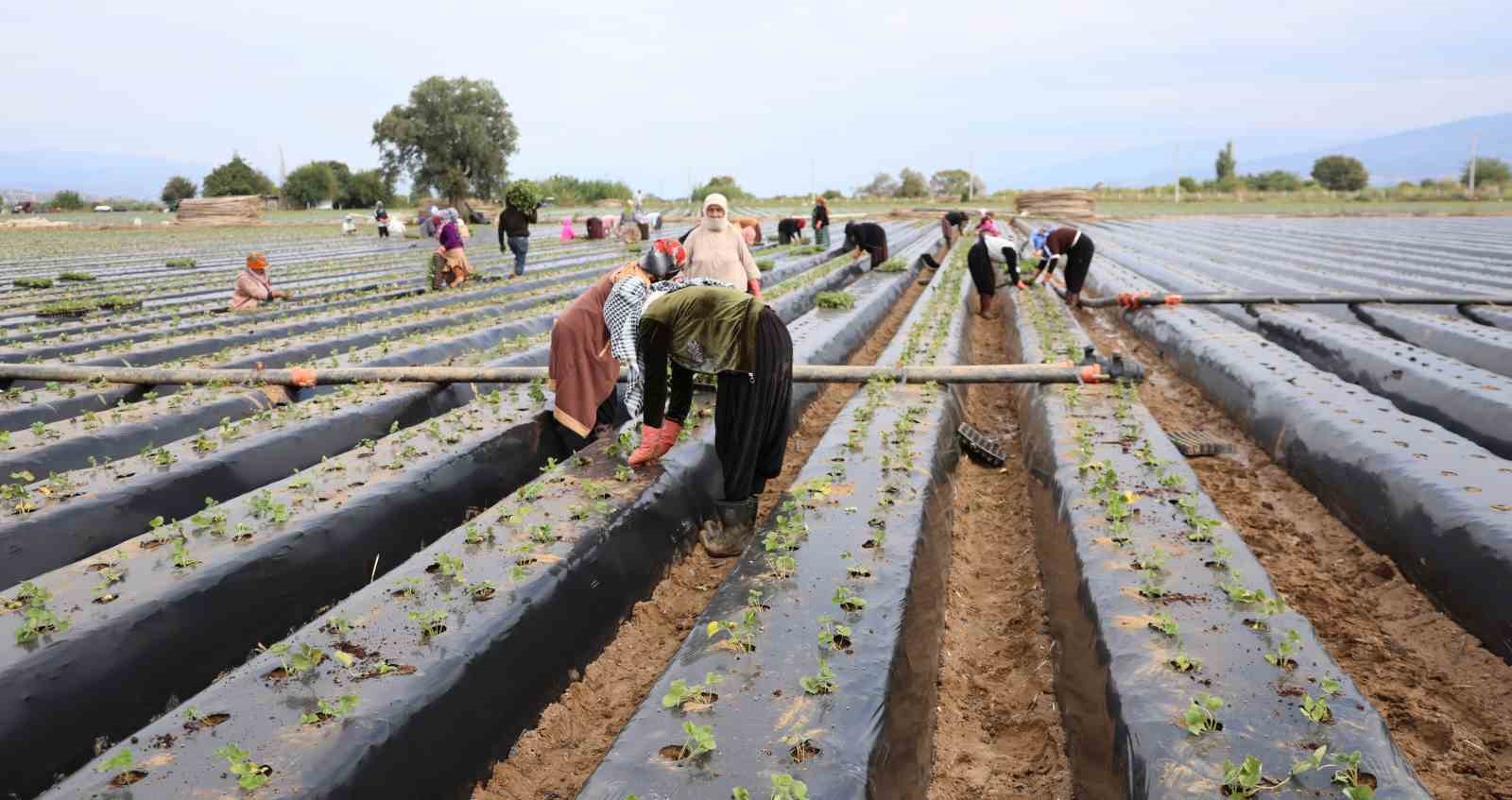 TÜRKİYE'DE EN FAZLA ÇİLEK ÜRETİMİNİN YAPILDIĞI İLLERİN BAŞINDA GELEN AYDIN'DA ÜRETİCİLER YENİ SEZON HAZIRLIKLARI İÇİN TARLAYA İNDİ.
