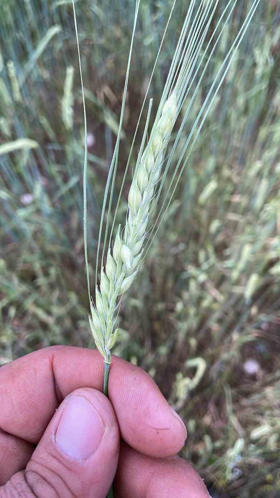 Dolu yağışı ekili alanlara zarar verdi