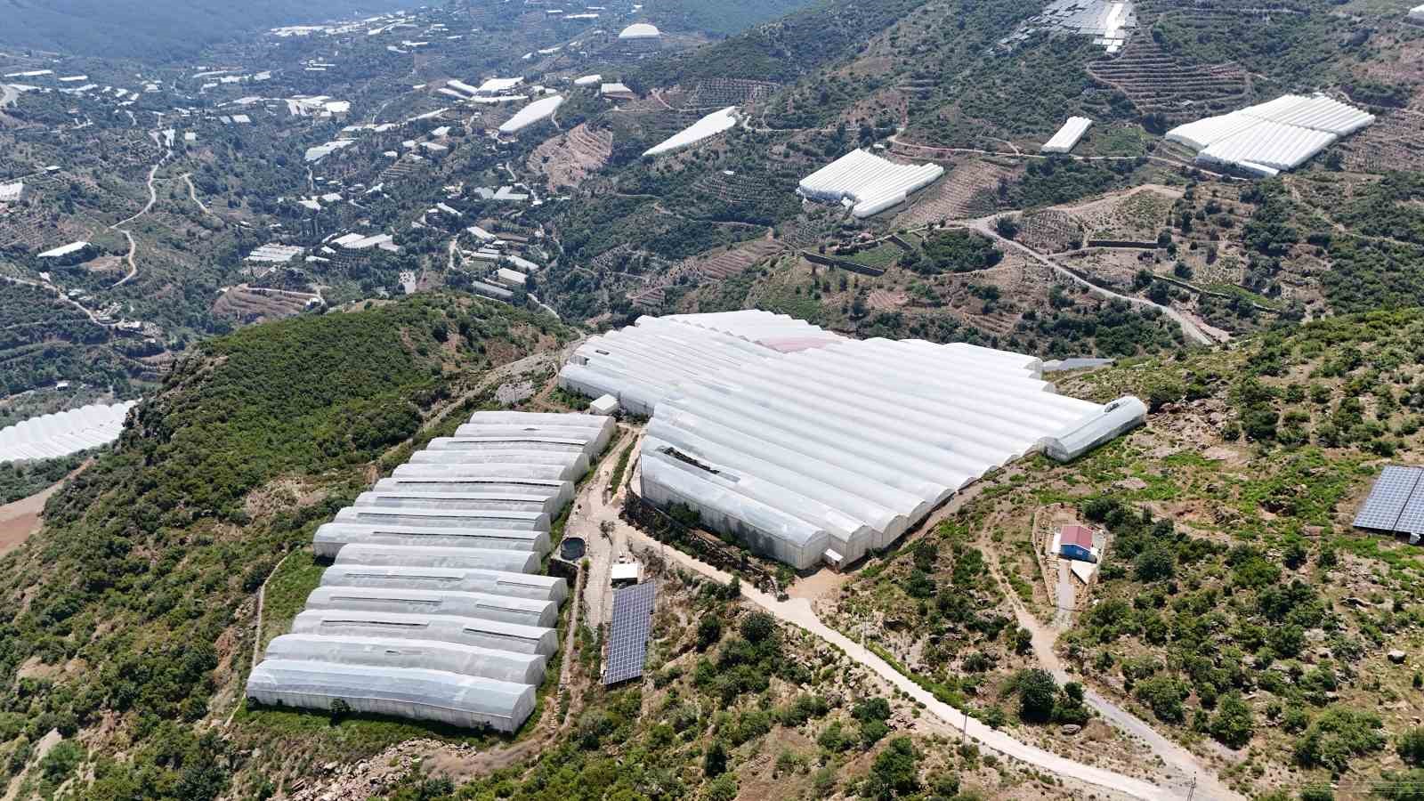 Muzda sera ve pazar arasındaki makas 70-80 liralara yükseldi
