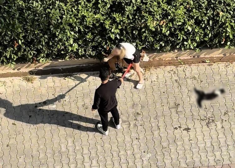 Adana’da kediyi parçalayan pitbullun sahibine 95 bin lira ceza