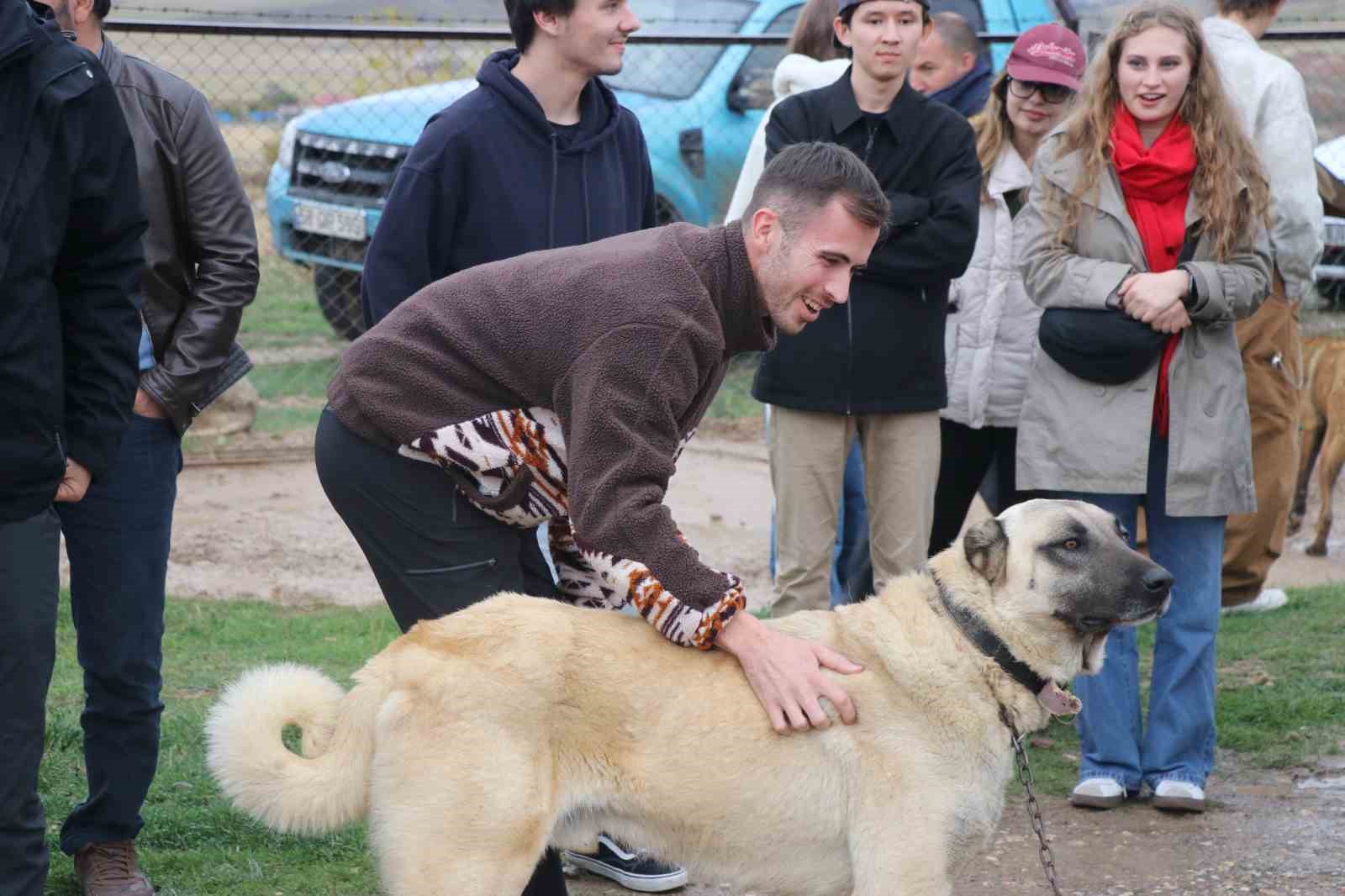 CESARETİ, SADAKATİ VE KORUMA İÇGÜDÜSÜ İLE DÜNYAYA NAM SALAN KANGAL KÖPEKLERİ TURİZM ELÇİSİ OLMAYA DEVAM EDİYOR. ERASMUS PROJESİ ÇERÇEVESİNDE SİVAS’TA BİR DİZİ ZİYARETE KATILAN YABANCI UYRUKLU ÖĞRENCİLER, DÜNYANIN EN İYİ SÜRÜ KORUMA KÖPEĞİ OLARAK BİLİNEN KANGALLARI GÖRMEK İSTEDİ. UZMAN KANGAL KÖPEĞİ YETİŞTİRİCİ HÜSEYİN YILDIZ’I ZİYARET EDEN ÖĞRENCİLER, HAYRANLIKLARINI GİZLEYEMEDİ.