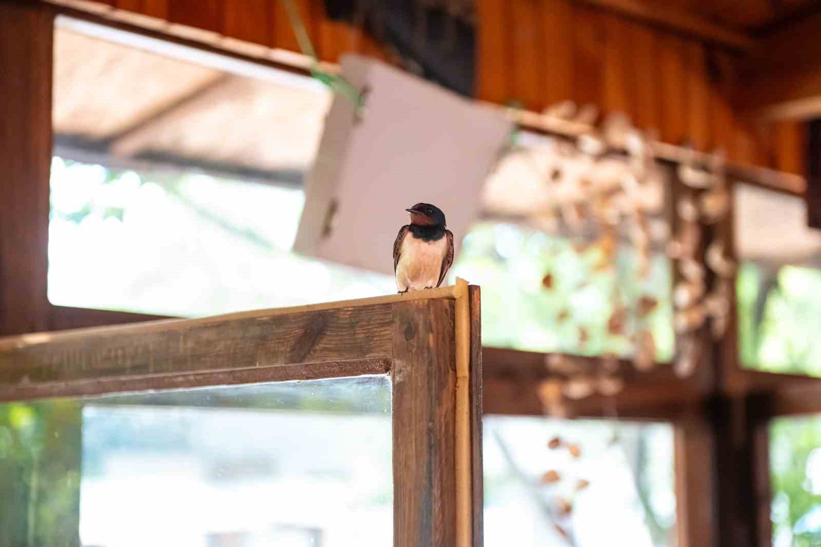 Restoranın en şirin misafirleri