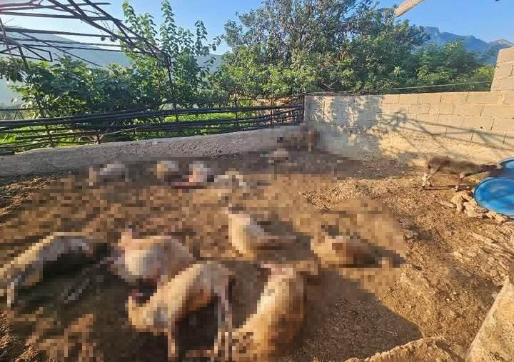 Mersin'de ağıla giren kurtlar 29 koyunu telef etti
