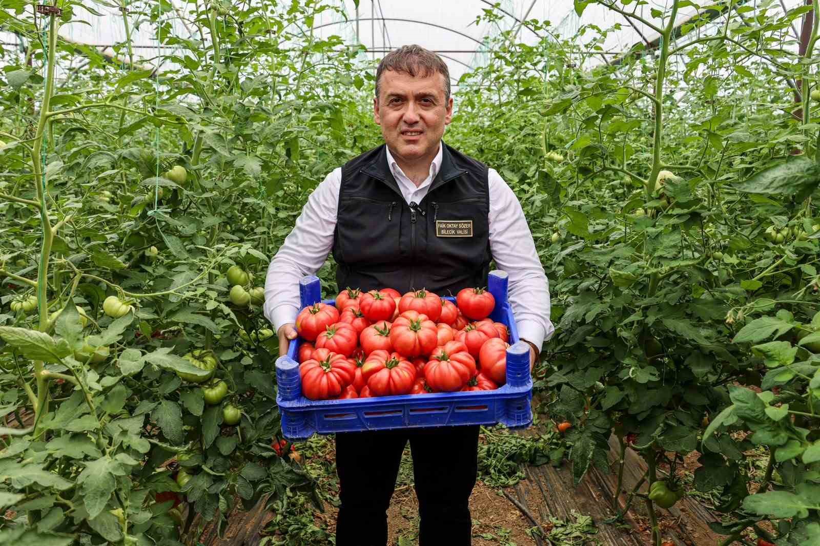 Bilecik'te örtü altı domates hasadı başladı