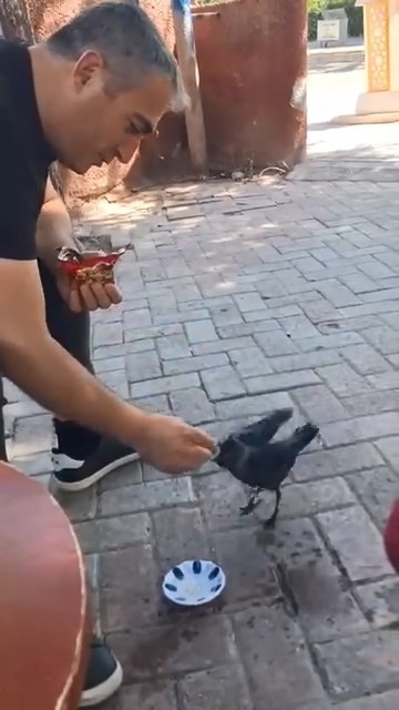 Elazığ'da bir vatandaş, kargayı elleriyle besledi