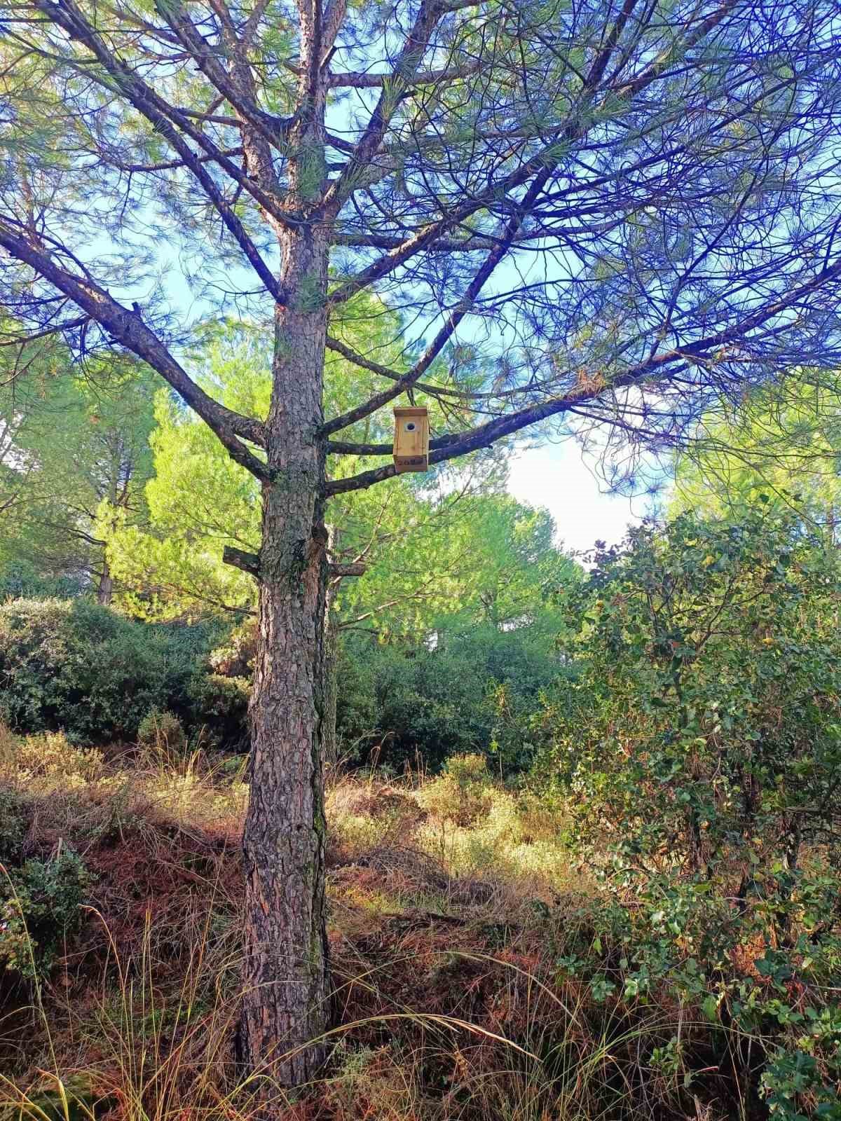 MANİSA’NIN SARIGÖL İLÇESİNDE ORMANLARDA YAŞAYAN KUŞLARIN KIŞ AYLARINI DAHA GÜVENLİ VE SICAK ORTAMLARDA GEÇİRMESİ İÇİN 120 KUŞ YUVASI AĞAÇLARA ASILDI. ÖTE YANDAN ÇAM KESE BÖCEĞİYLE YÜRÜTÜLEN BİYOLOJİK MÜCADELENİN DE BAŞARILI SONUÇ VERDİĞİ, ZARAR GÖREN ÇAM AĞAÇLARININ YENİDEN YEŞERMEYE BAŞLADIĞI BİLDİRİLDİ.