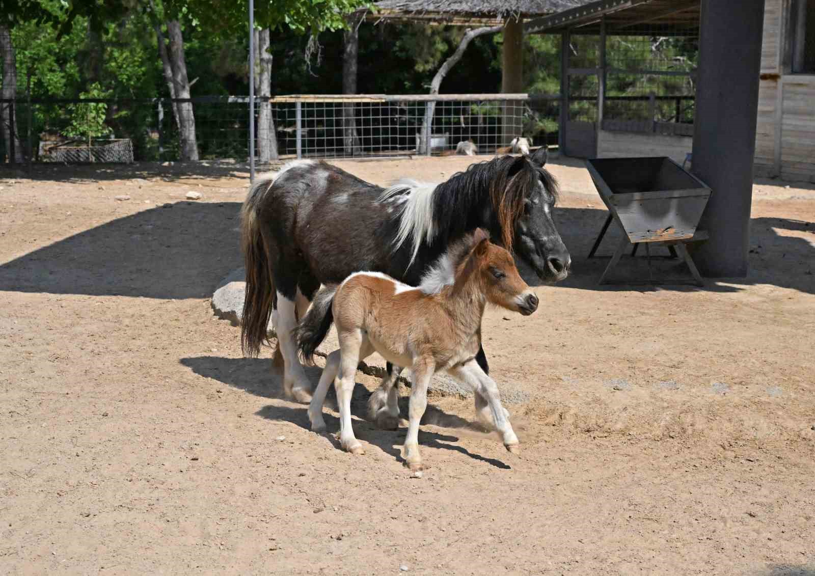 Doğal yaşam parkı yeni yavrularla şenlendi