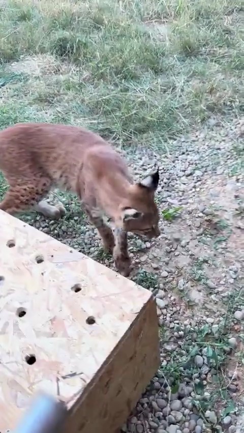 Edirne'de aracın bagajında iki vaşak ve serval ele geçirildi