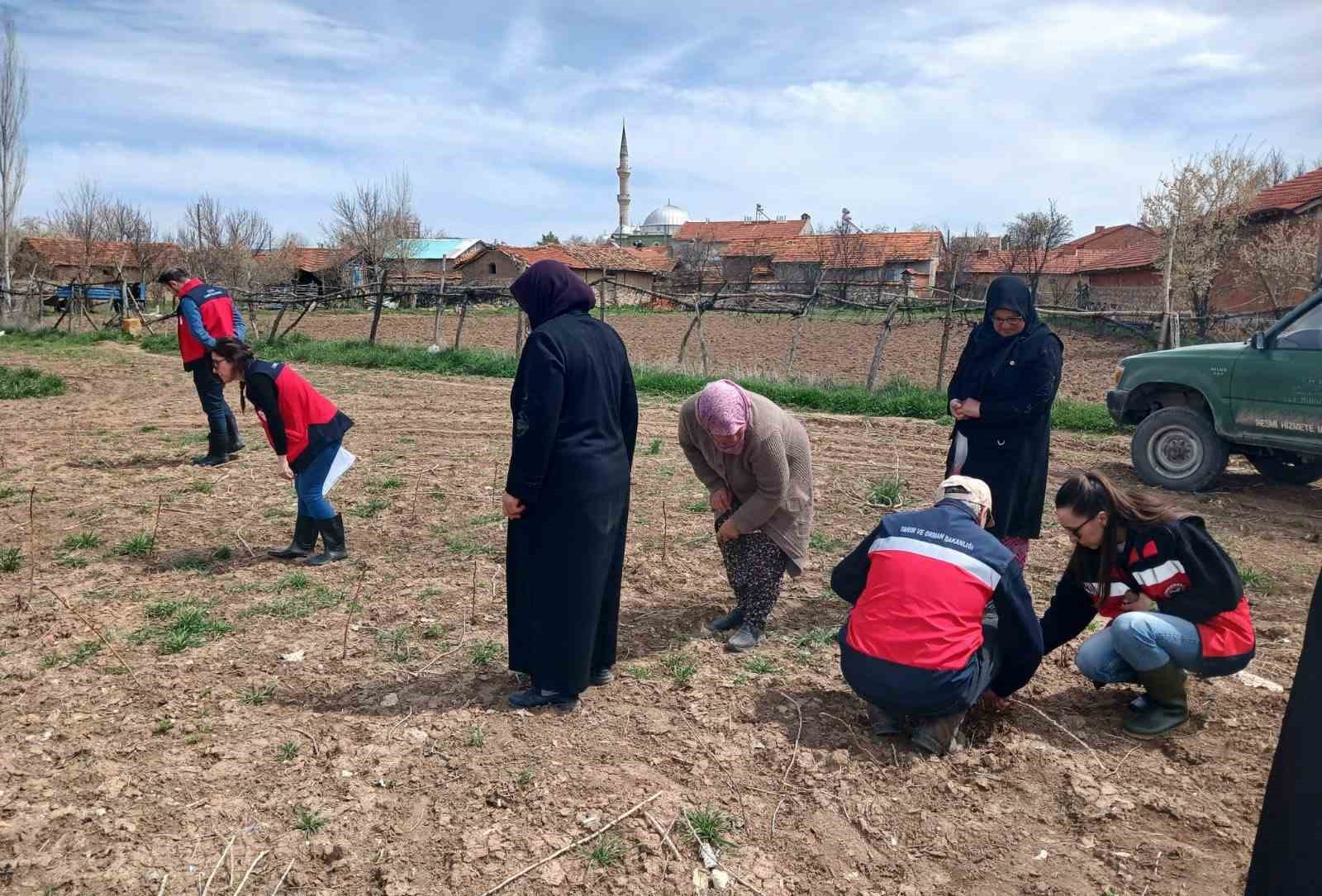 Aslanapa'da çiftçilere yönelik eğitim ve saha çalışmaları gerçekleştirildi