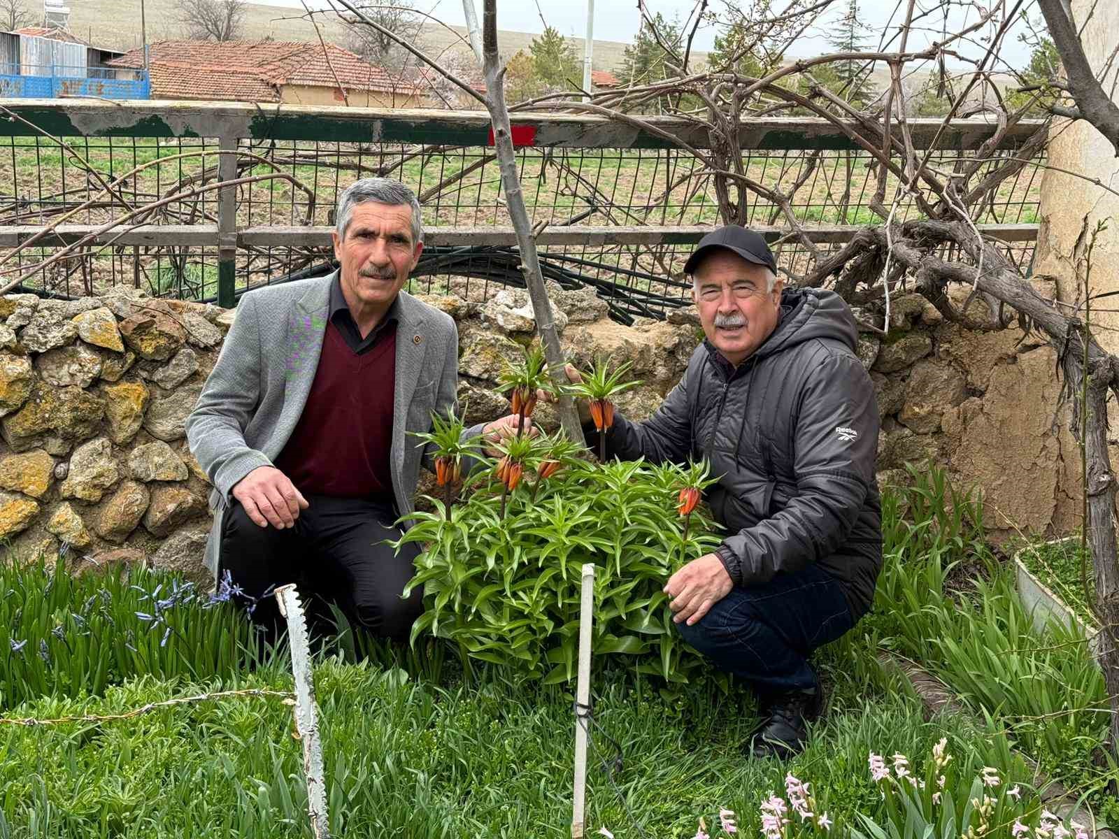 Eskişehir'de bu laleleri gözleri gibi koruyorlar!