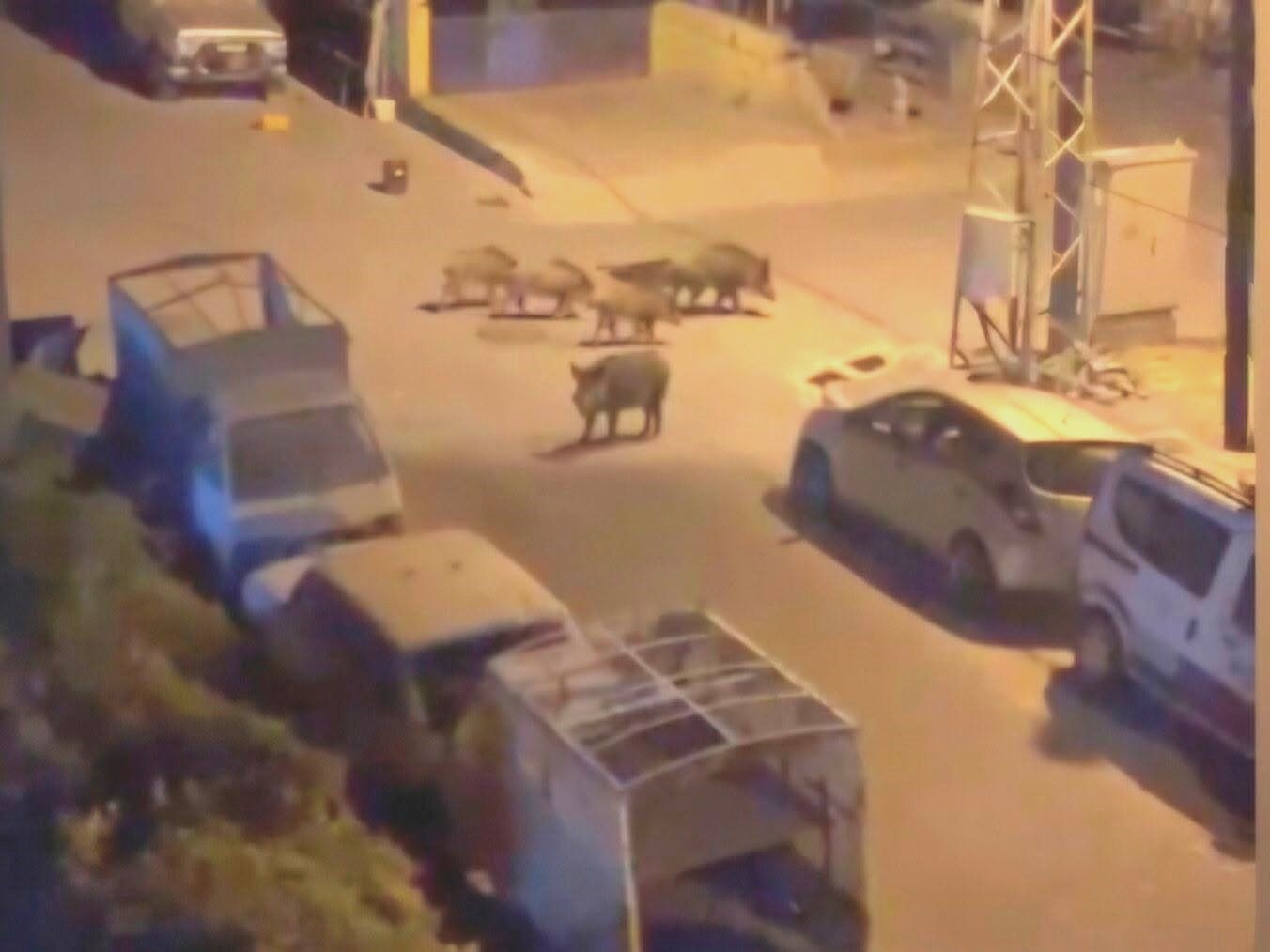 Marmaris'te gece yarısı domuz kovalamacası
