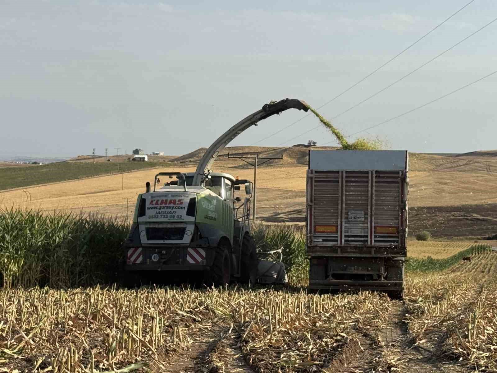 Diyarbakır’da silajlık mısır hasadı başladı
