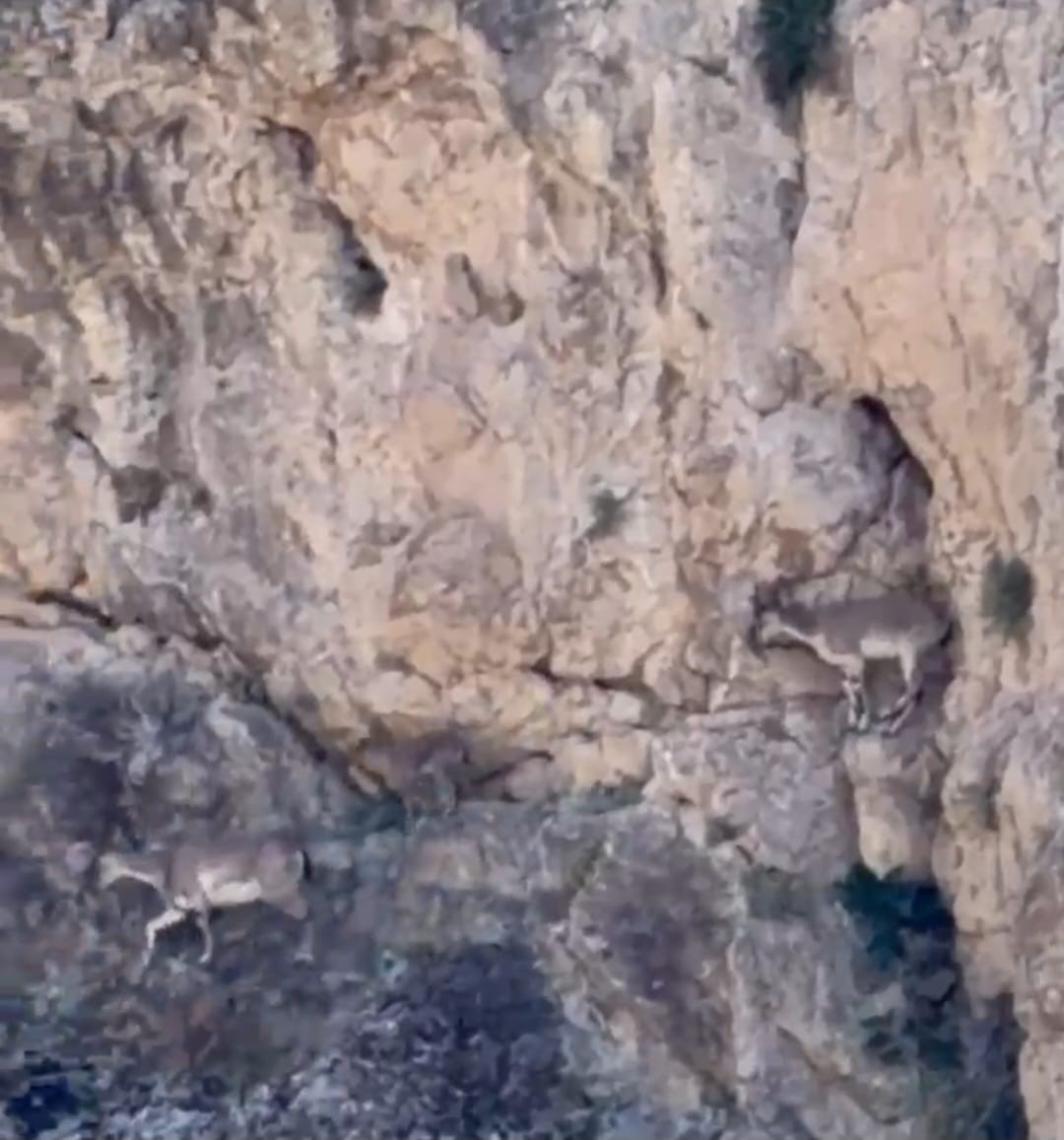 Malatya'da yaban keçileri sürü halinde görüntülendi