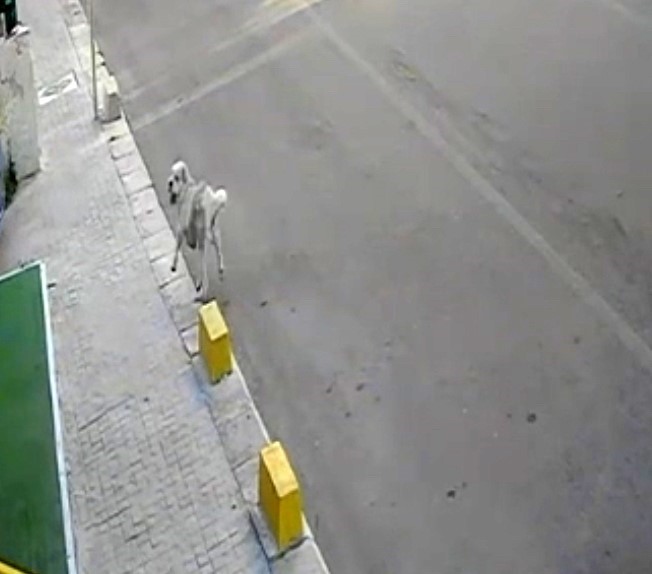 Tekirdağ'da mahallenin maskotu Yumak'a araba çarptı