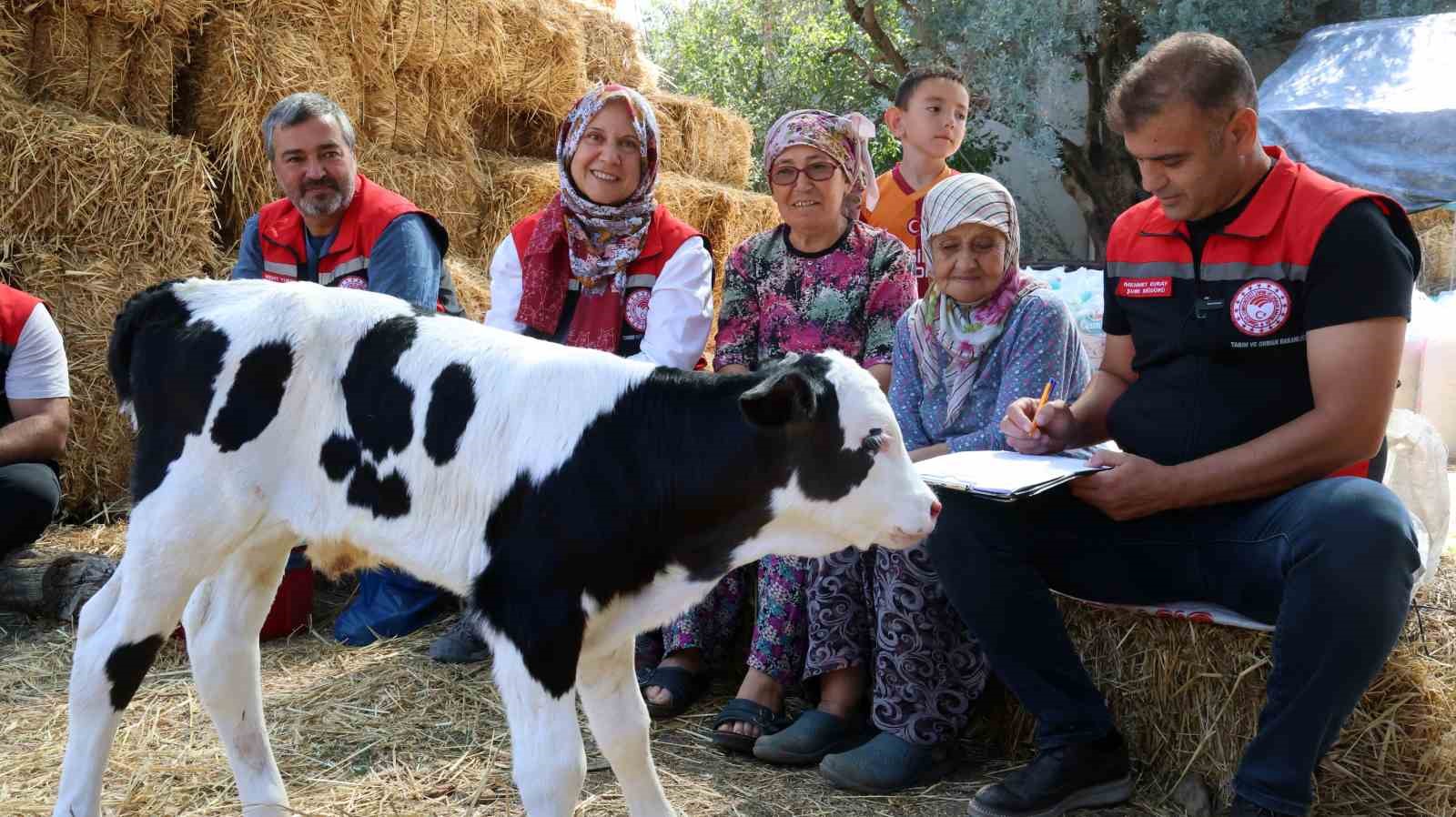 Muğla’da yeni doğan buzağı seferberliği