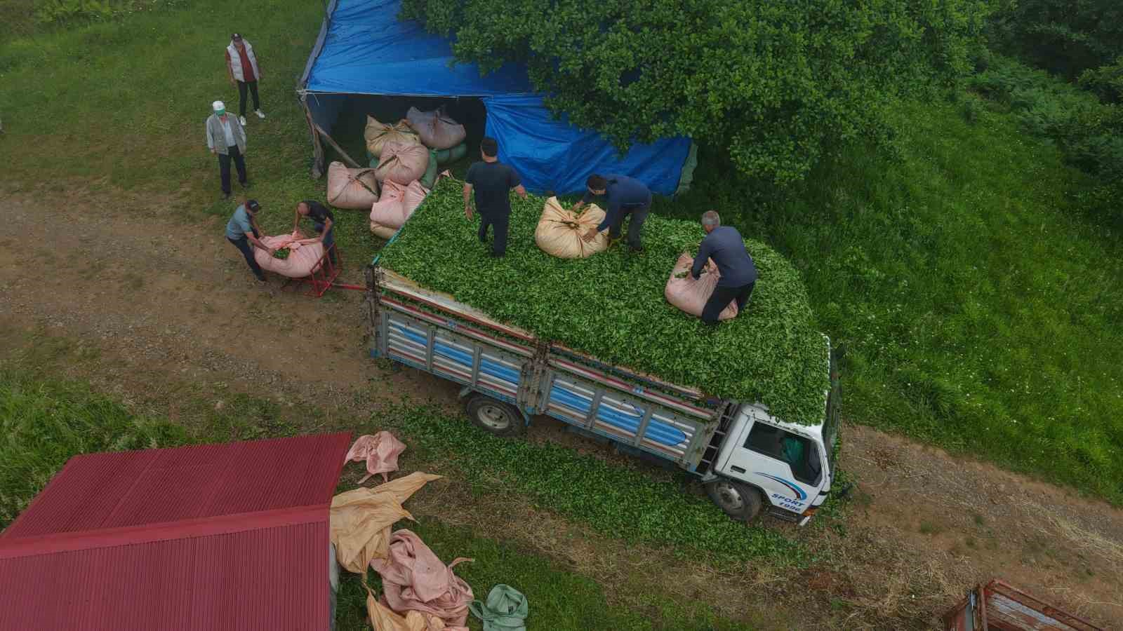 Karadeniz insanı yine zekasını konuşturdu, zor işi kolaylaştırdı