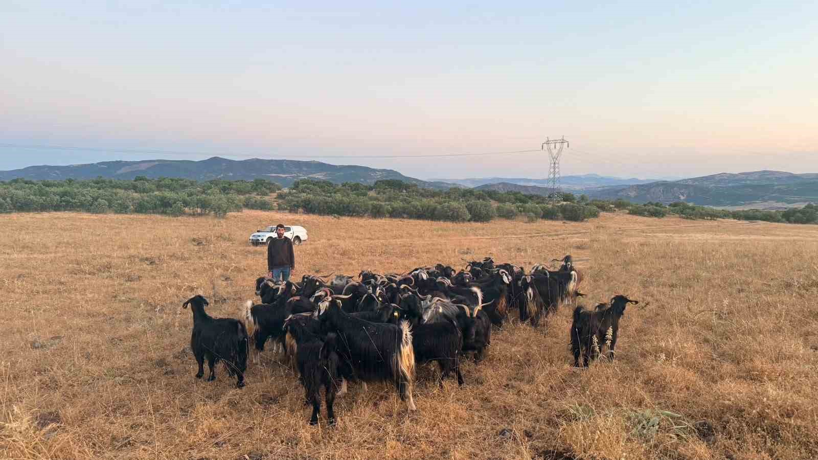 Elazığ'da kaybolan 30 keçi dron destekli çalışmayla bulundu