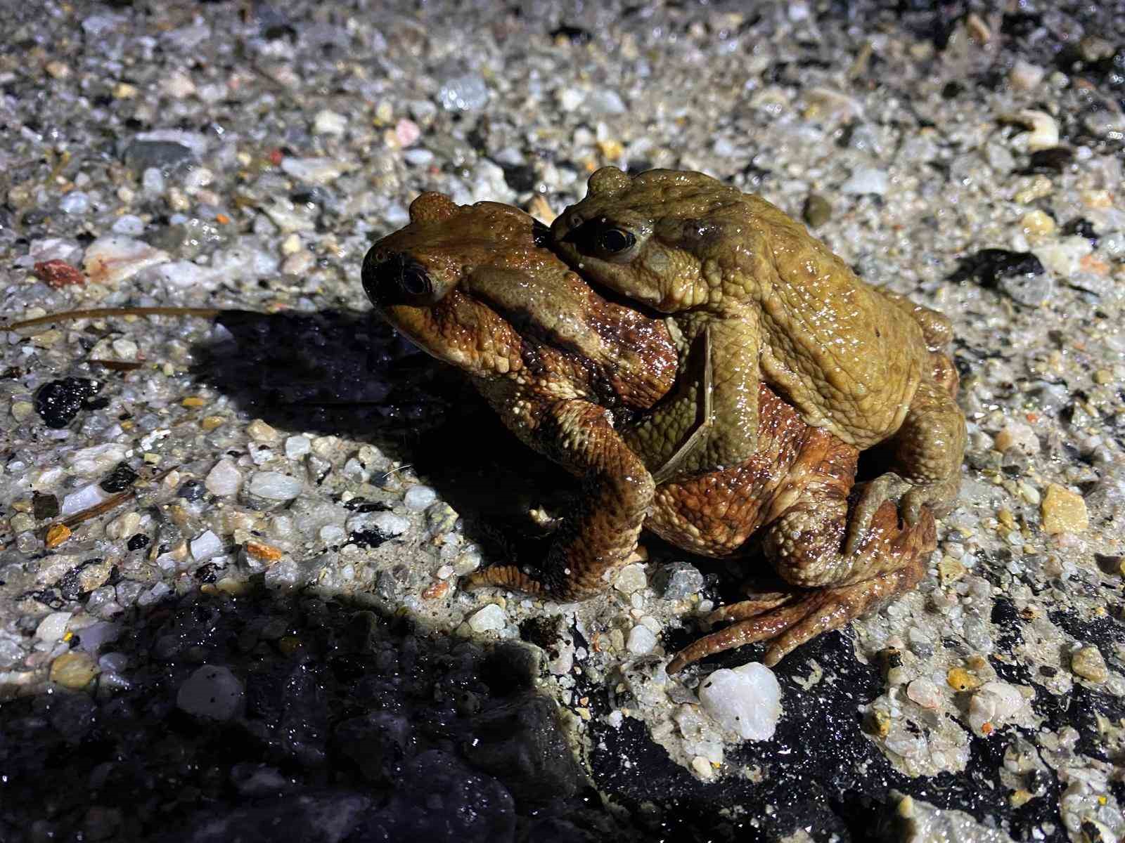 Kütahya'da 5 bin yıllık göç yeniden başladı