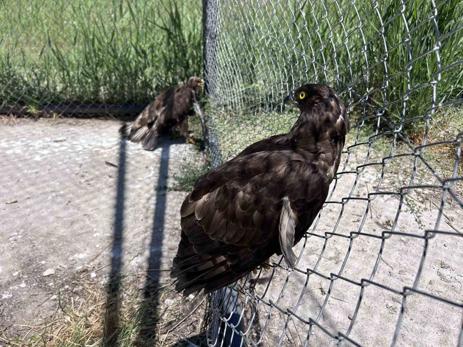 Van’da yaban hayatına şefkat eli: 150 hayvan tedavi edildi