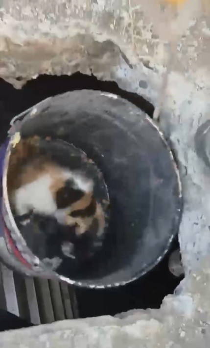 Osmaniye’de balyozla genişletilen kuyudan yavru kedi kurtarıldı