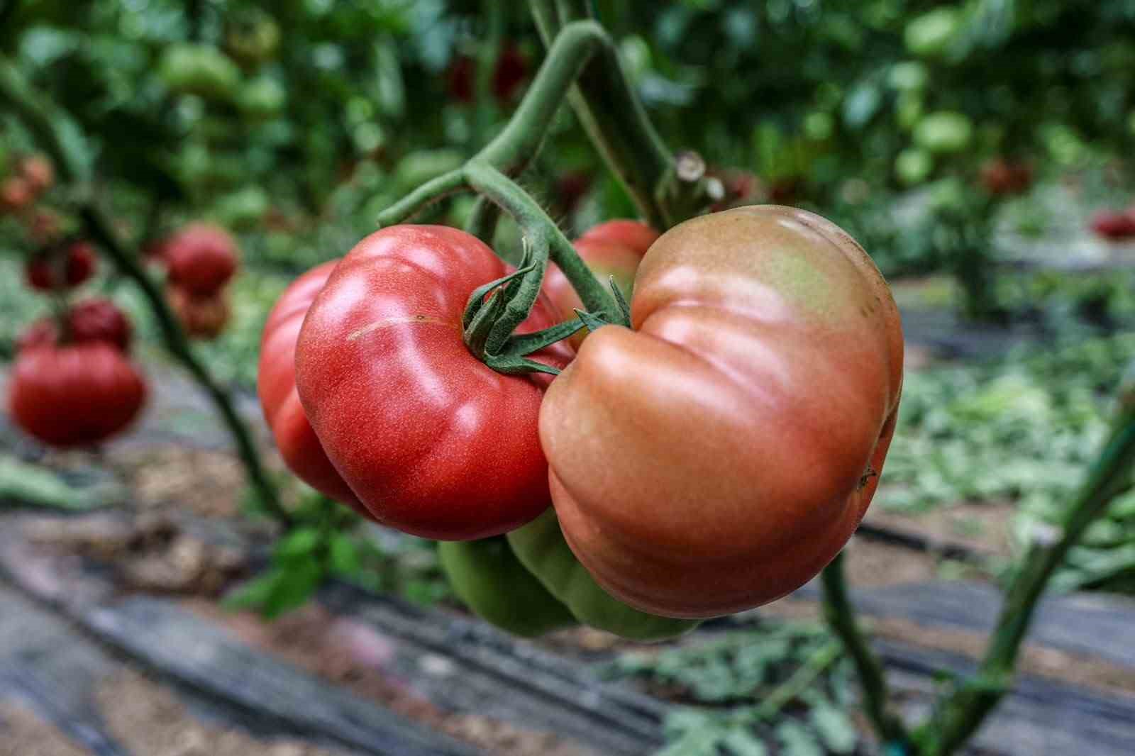 Bilecik’te örtü altı domates hasadı başladı