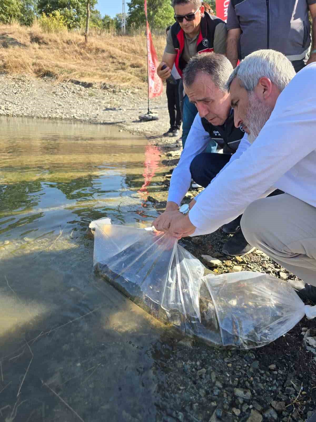 Bilecik’te gölet ve barajlara 512 bin sazan yavrusu salındı