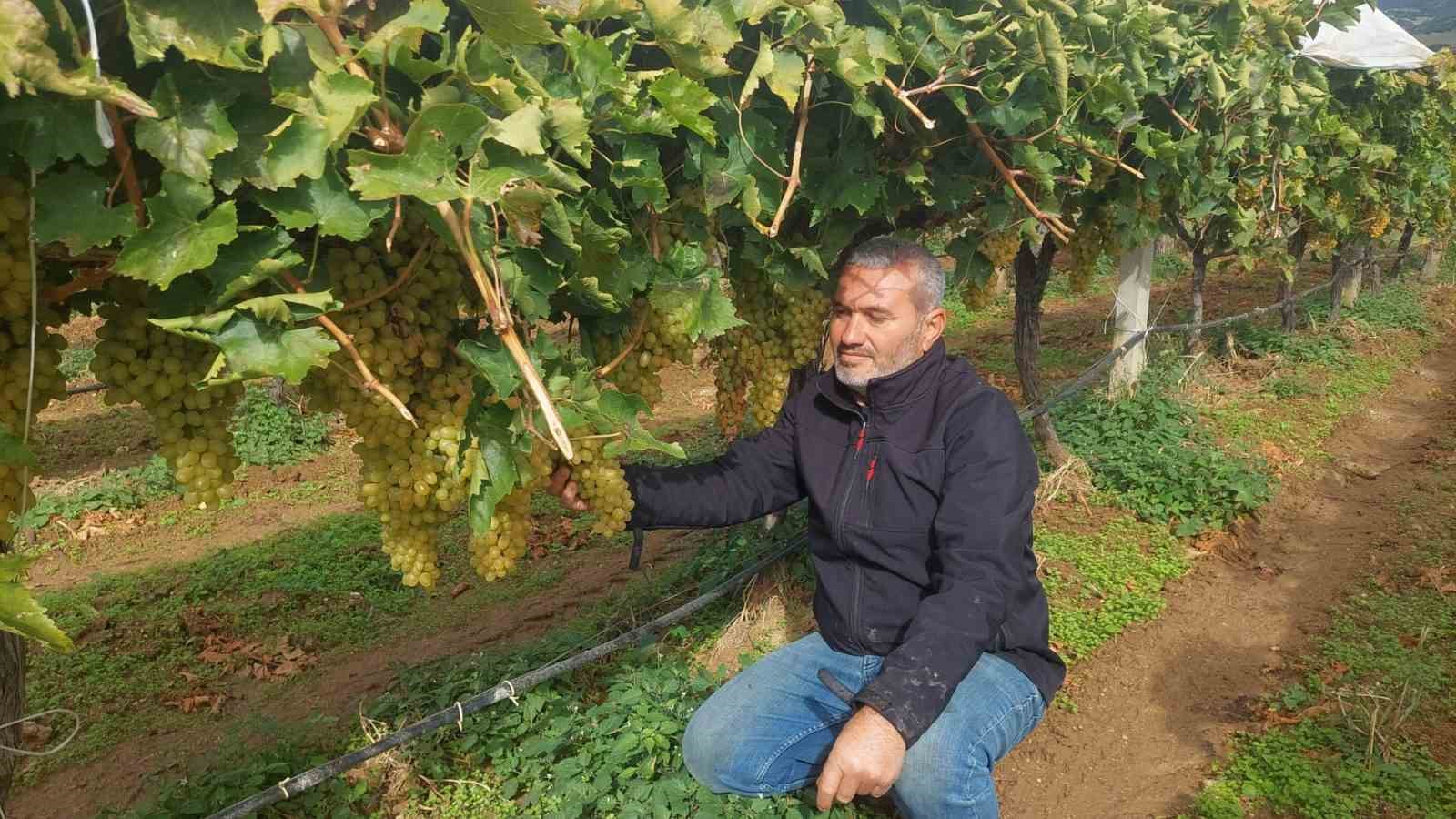 MANİSA’NIN SARIGÖL İLÇESİNDE ÜZÜM PİYASASINDAKİ DURGUNLUK VE YÜKSEK MALİYETLER NEDENİYLE HASAT GECİKTİ. YAKLAŞIK 113 BİN DEKAR ALANDA YETİŞTİRİLEN SULTANİYE ÜZÜMLERİNİN BÜYÜK BÖLÜMÜ ÖRTÜ ALTINDA BEKLERKEN, ÜRETİCİLER FİYATLARIN YÜKSELMESİNİ UMUT EDİYOR.