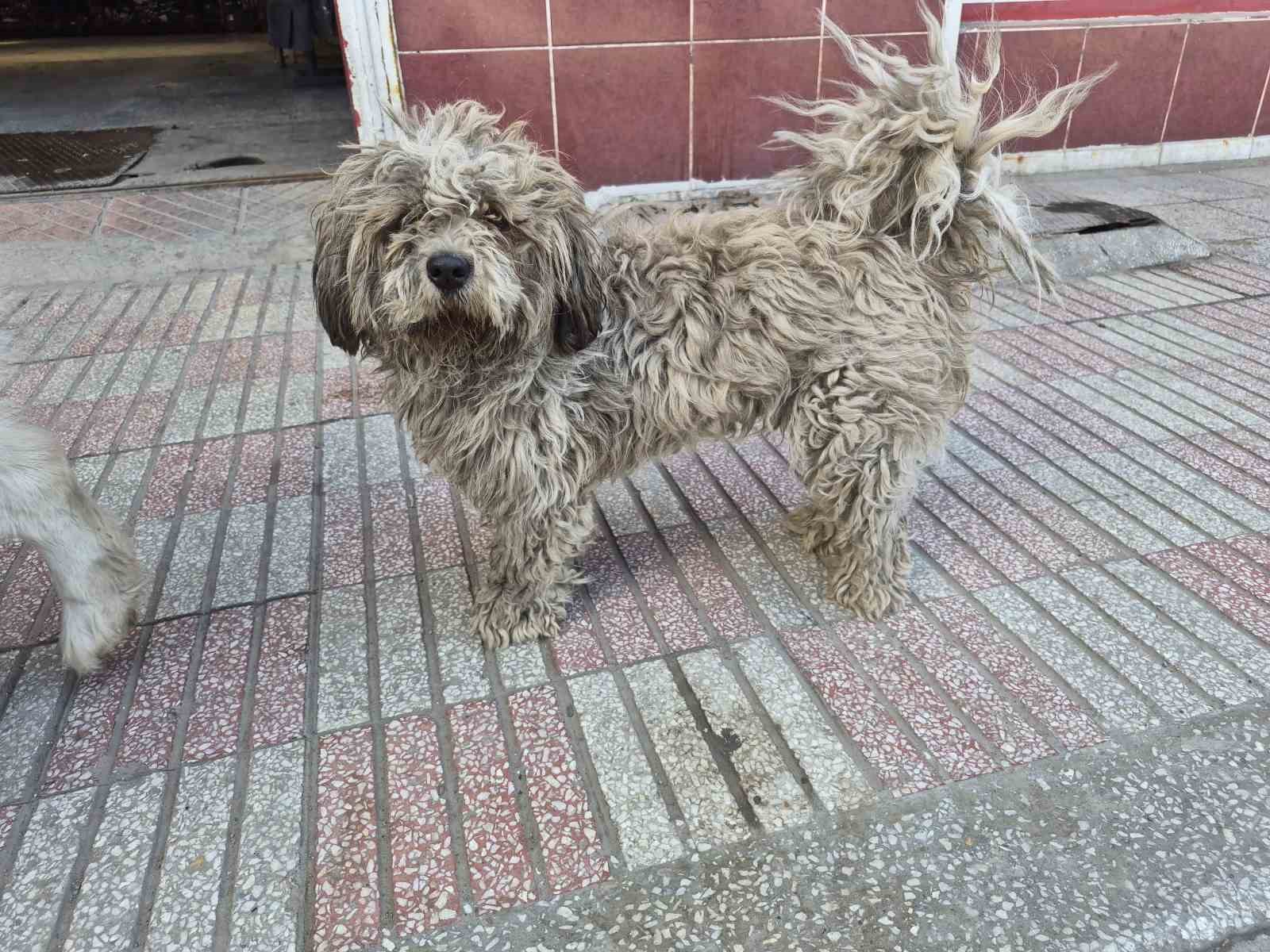Sanayide tüyleri kirlenen beyaz köpek adeta kapkara oldu