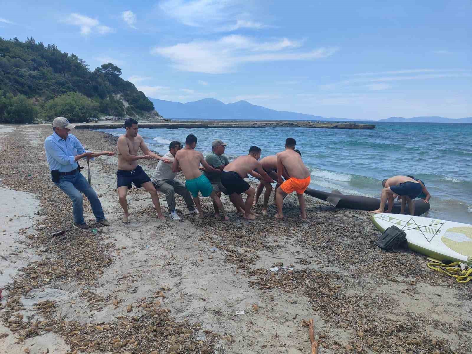 Kuşadası kıyısında 3 metrelik boz camgöz köpekbalığı kıyıya vurdu