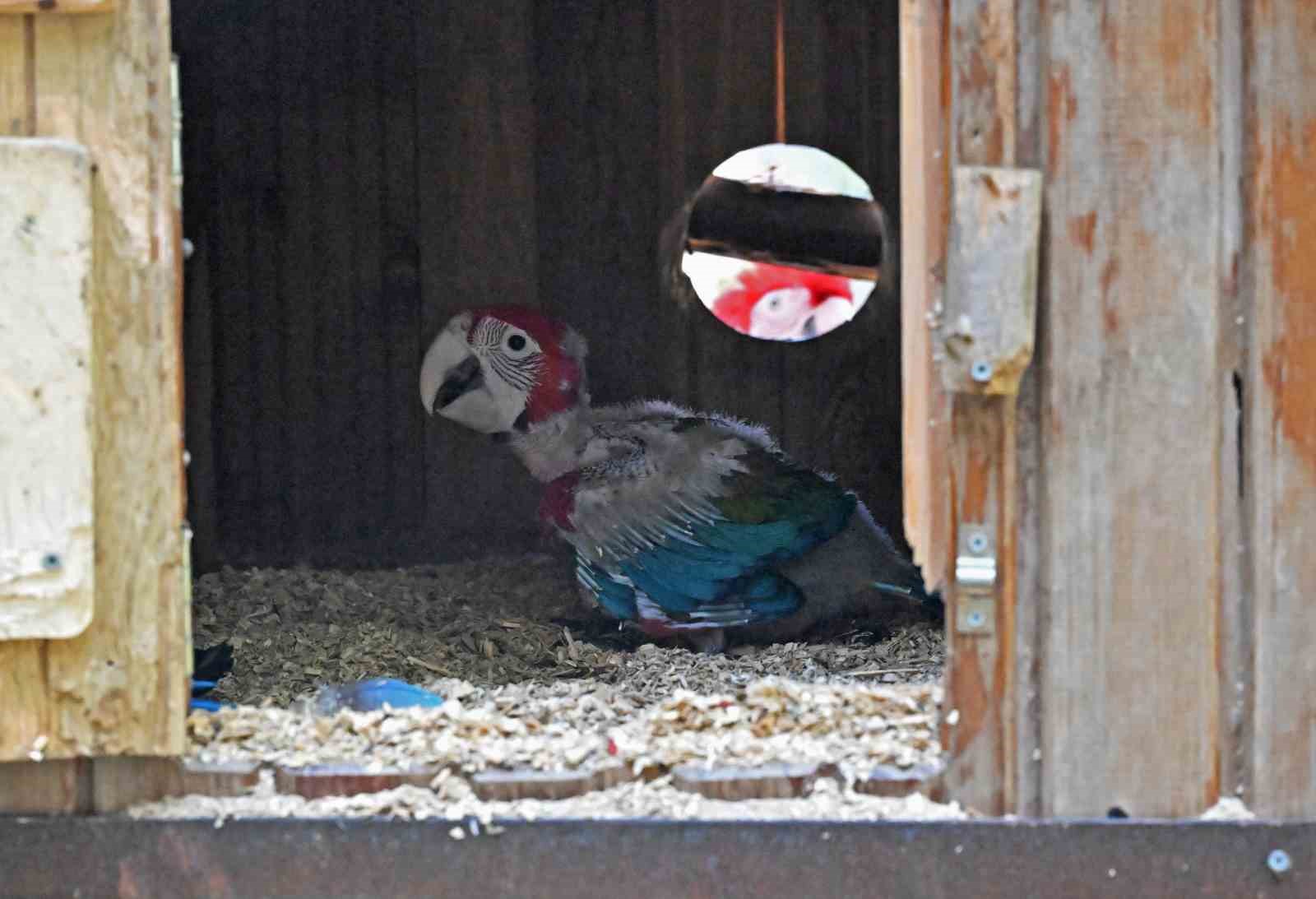 Doğal yaşam parkı yeni yavrularla şenlendi