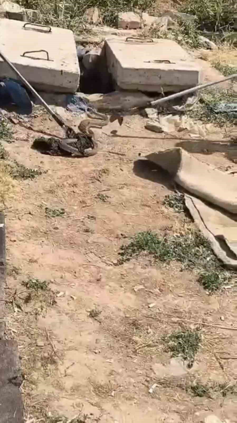 Mardin’de kuyuda görülen yılan doğaya bırakıldı