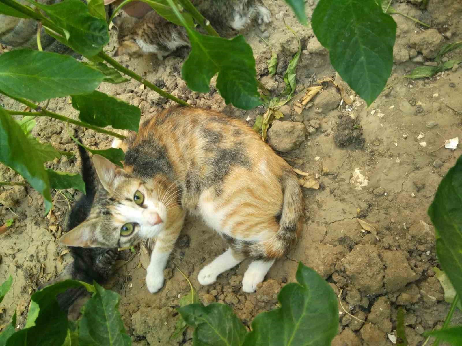 Burhaniye'de boruda sıkışan kedileri itfaiye kurtardı