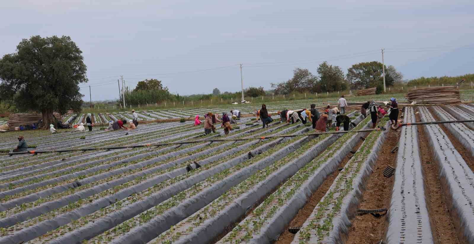 TÜRKİYE'DE EN FAZLA ÇİLEK ÜRETİMİNİN YAPILDIĞI İLLERİN BAŞINDA GELEN AYDIN'DA ÜRETİCİLER YENİ SEZON HAZIRLIKLARI İÇİN TARLAYA İNDİ.